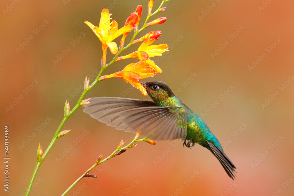 Fiery-throated Hummingbird, Panterpe insignis, shiny colorful bird in flight, sucking nectar from bl