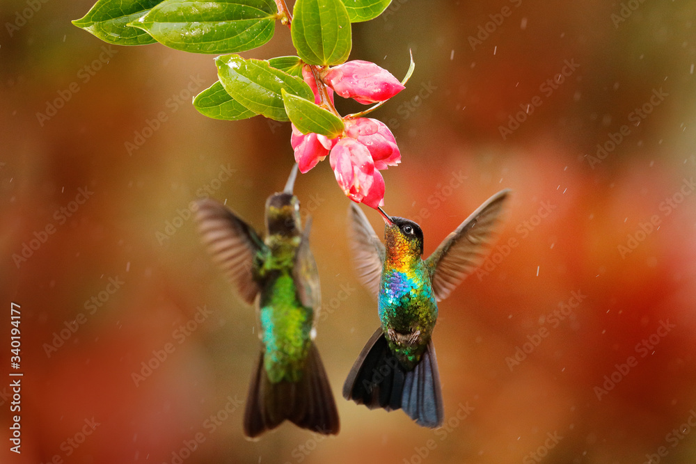 Fiery-throated Hummingbird, Panterpe insignis, shiny colorful bird in flight, sucking nectar from bl