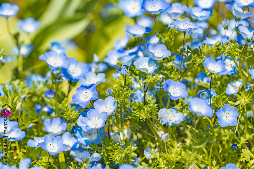 瑞々しいネモフィラの花