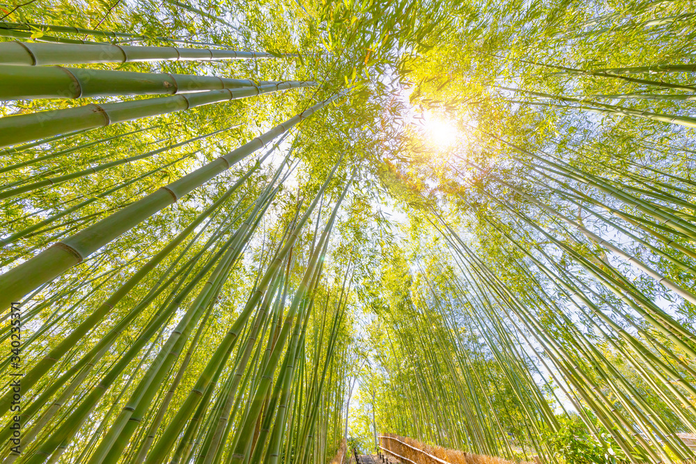 瑞々しい新緑の竹林