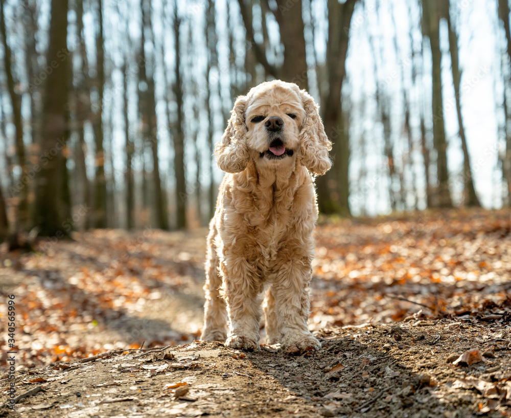 老美国可卡犬