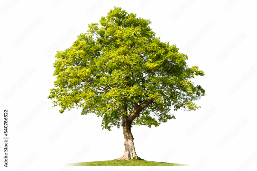 big tree isolated on white