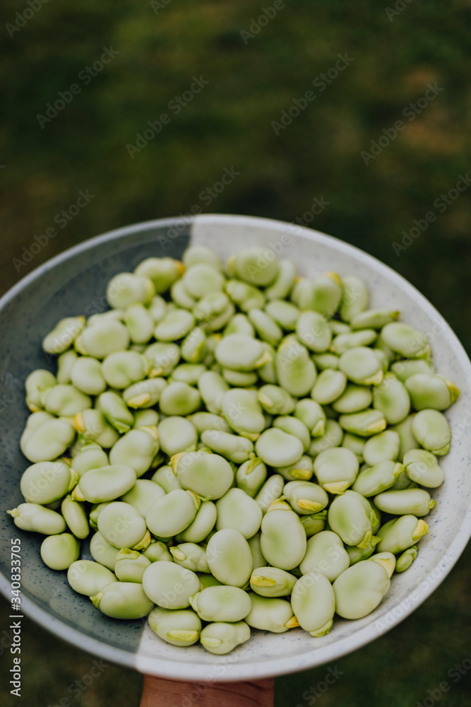 Green fava beans