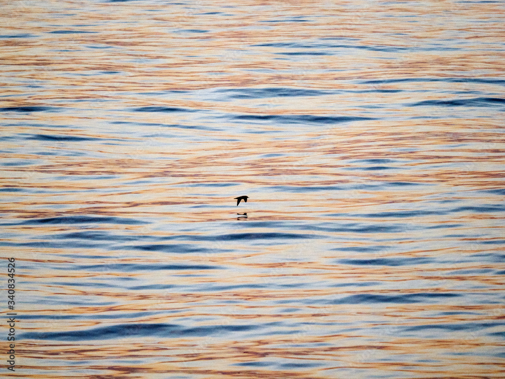 Bird flying over the water