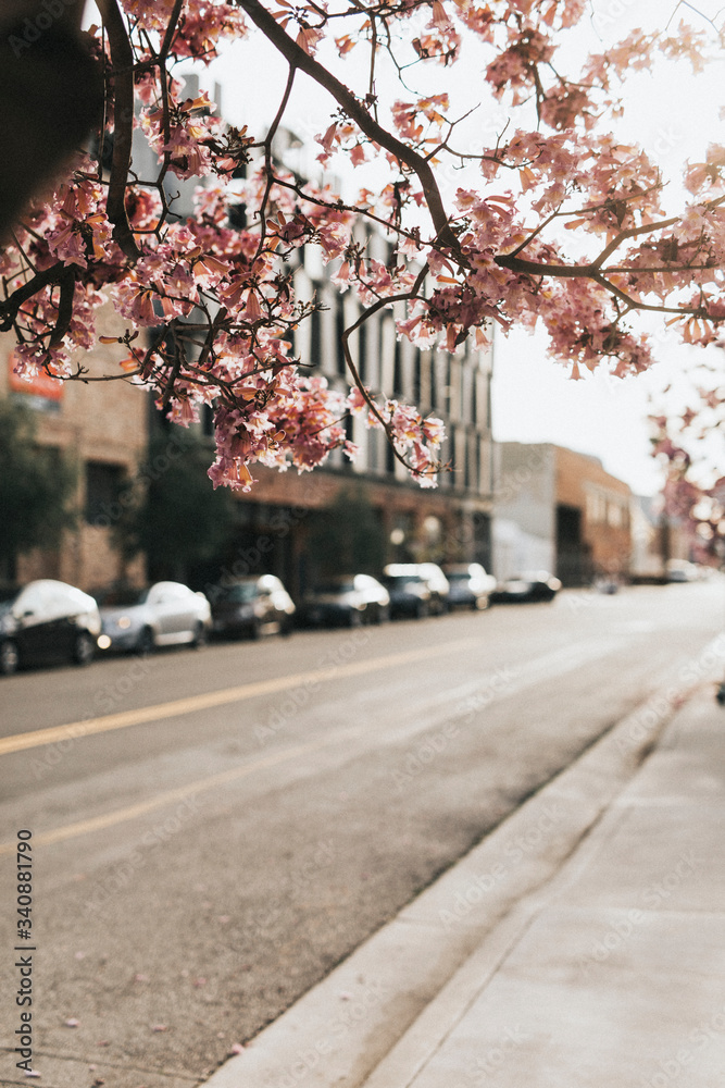 Quiet road in a neighborhood of Los Angeles