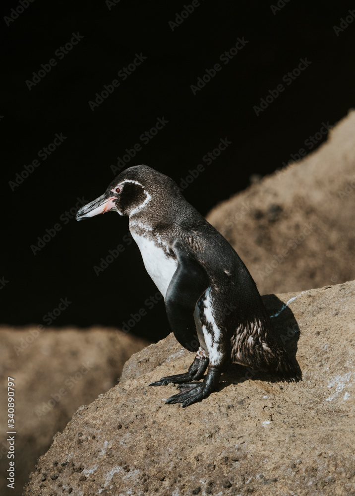 Cute little penguin