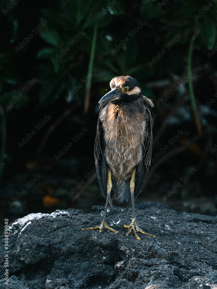 Lava Heron bird