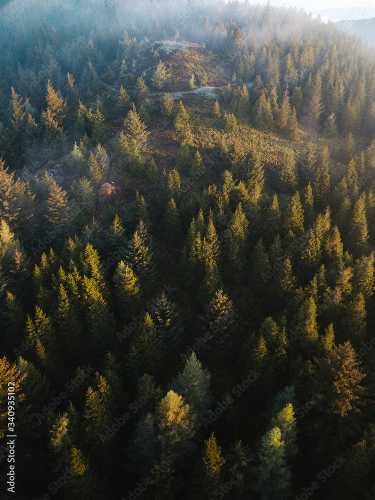 Forest drone view