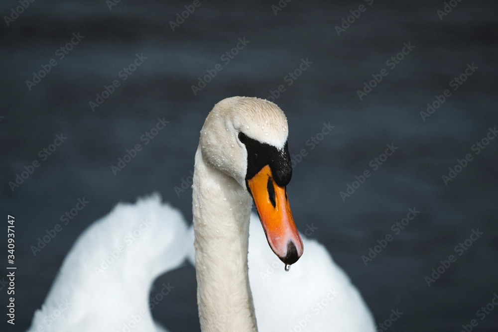 Head of a swan