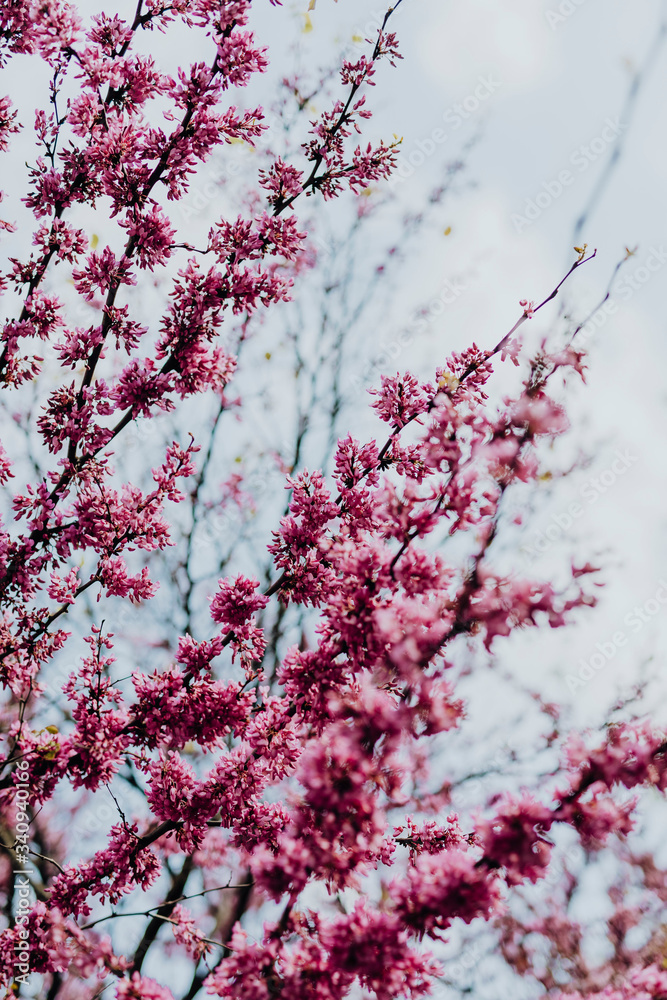 樱花树