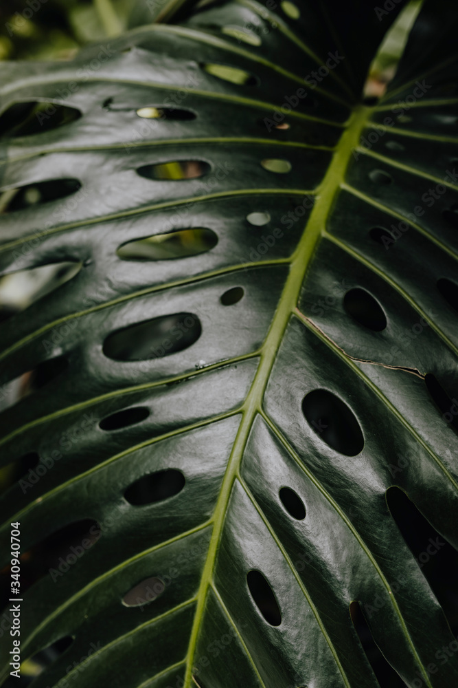 Tropical foliage