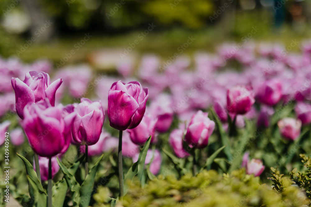 Field of pink flowers