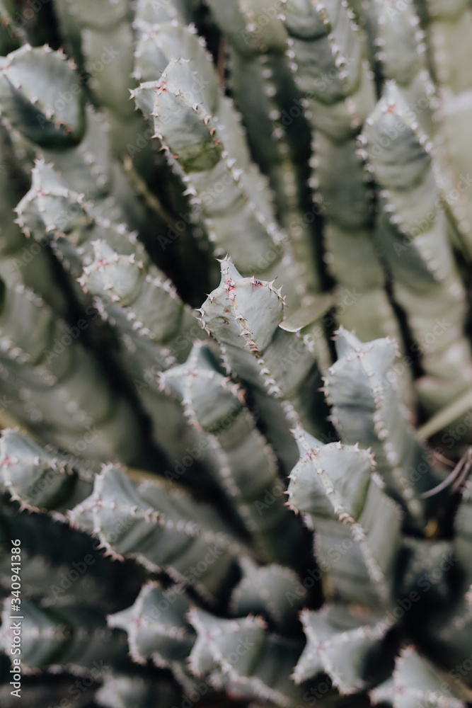 沙漠仙人掌植物