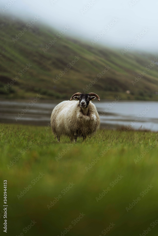 Sheep in Scotland