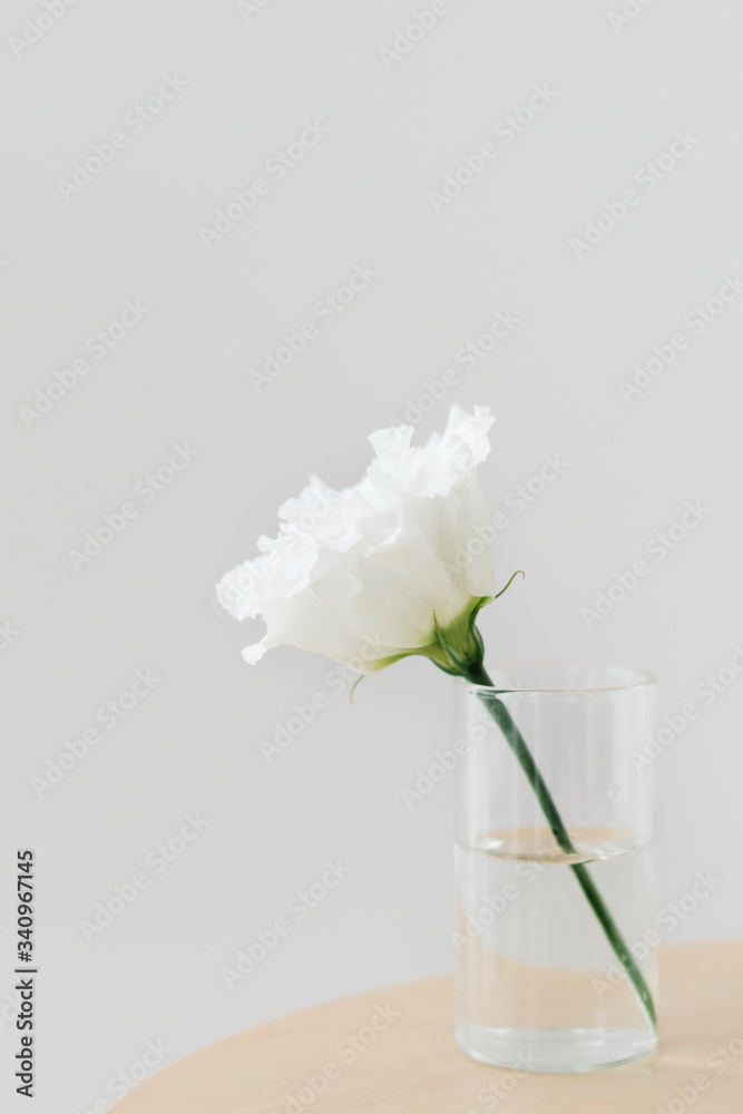 White peony flower