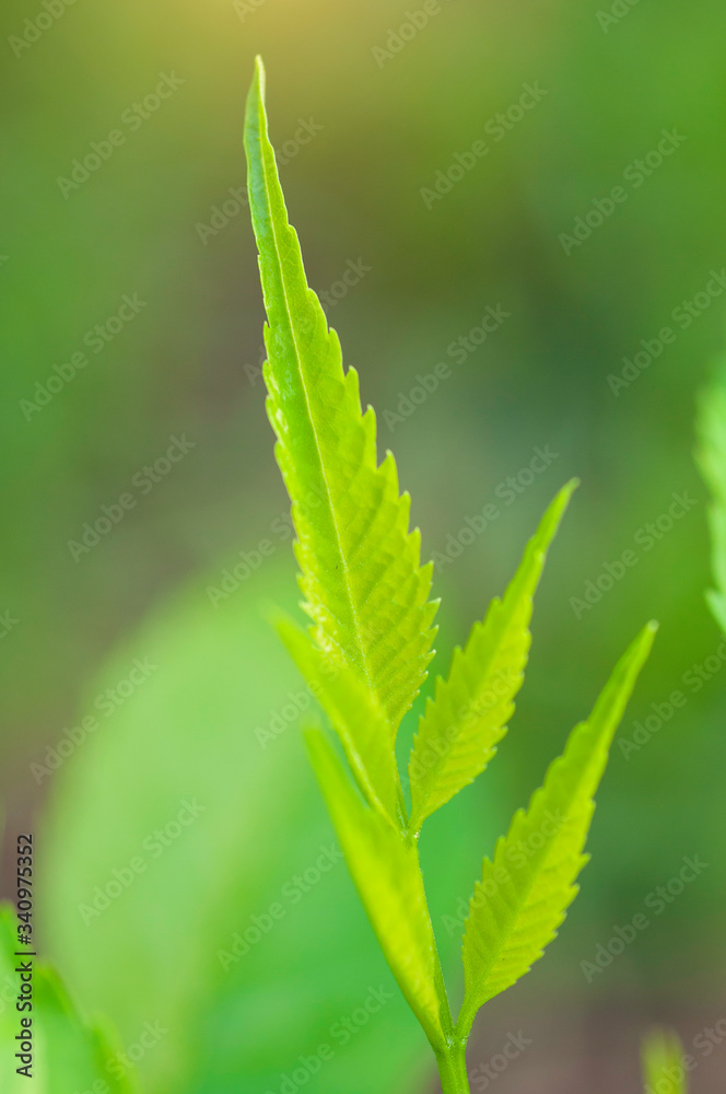 Young grass young leaf in morning sun raise.