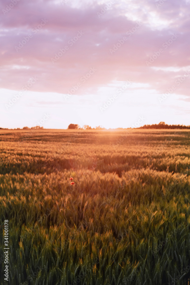 Sunset over a field