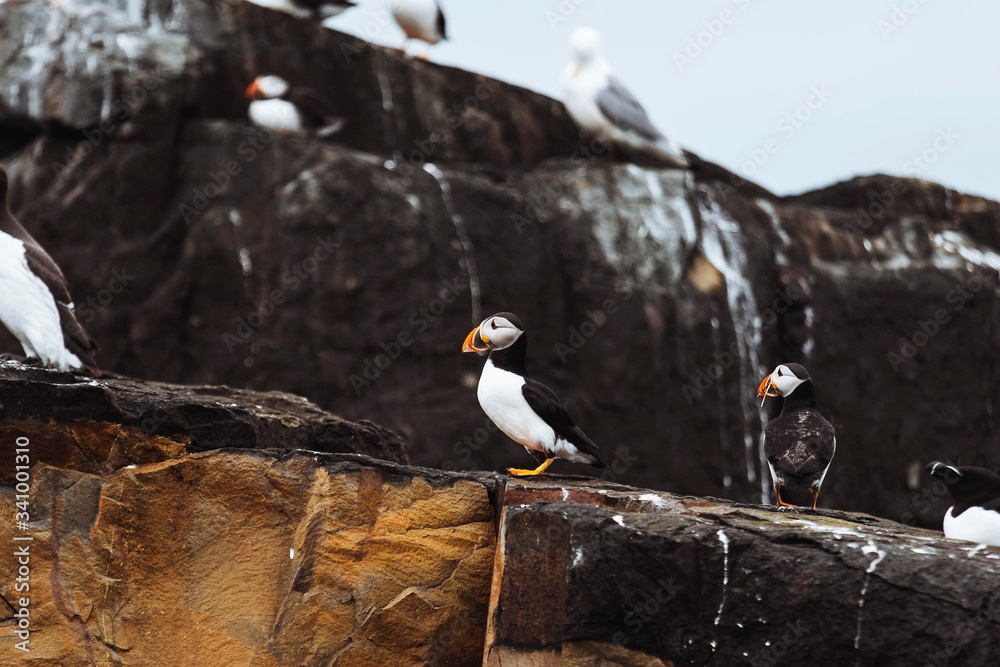 法恩群岛的Puffins