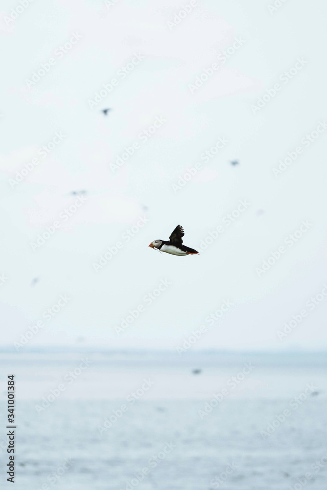 Puffins at Farne Islands