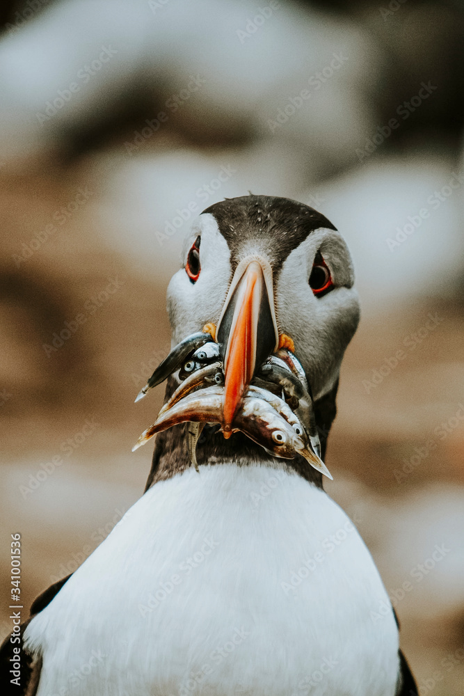 Puffin bird with fish