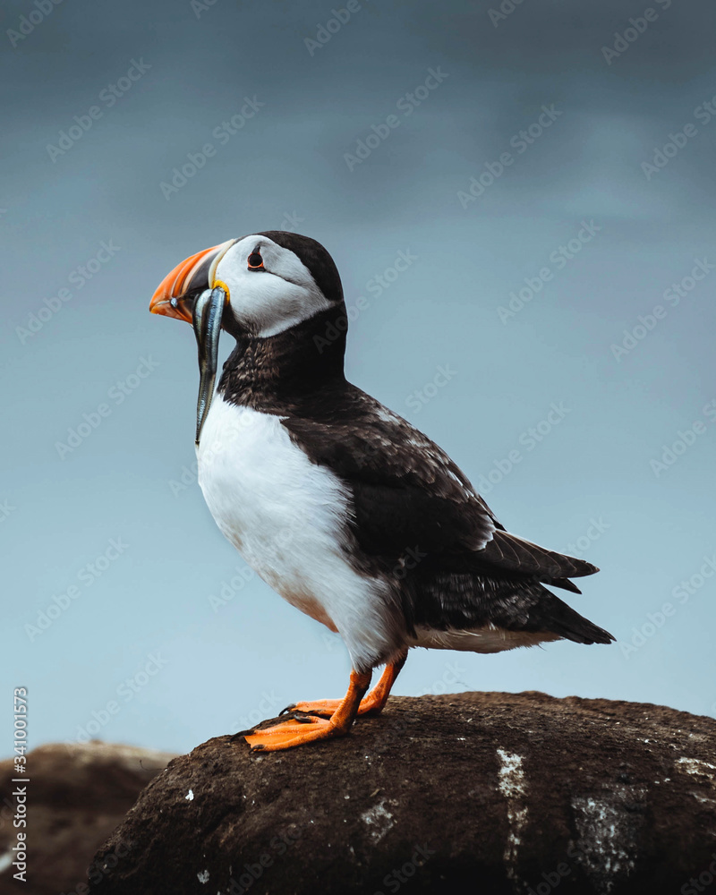 Puffin bird with fish