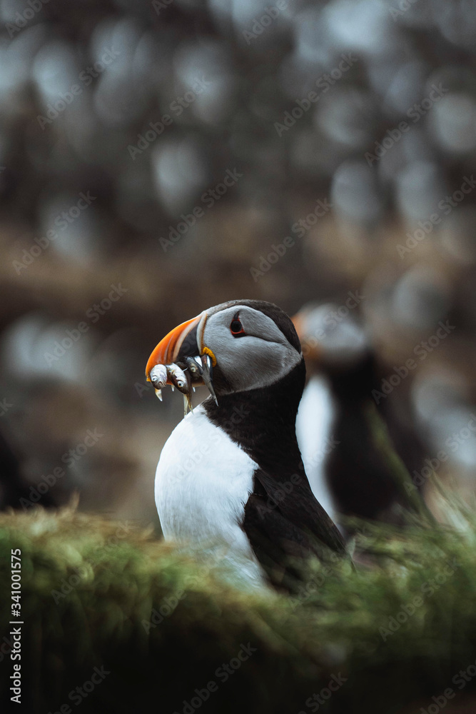 Puffin bird with fish