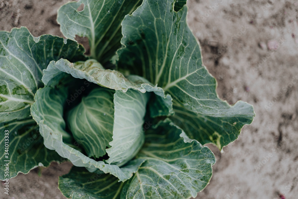 Cabbage on the farm