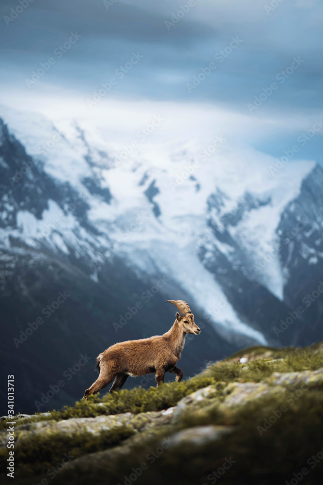 Wild goat in the alps