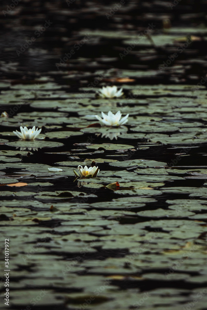 Water lilies on a pond