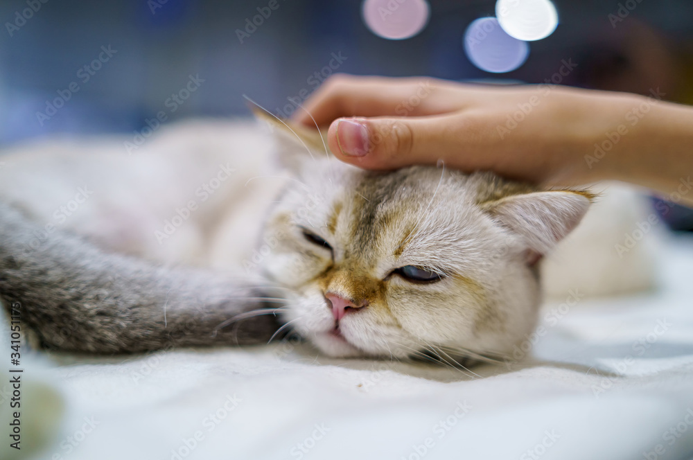 Scottish Straight cat sleeping. Portrait of a beautiful cat