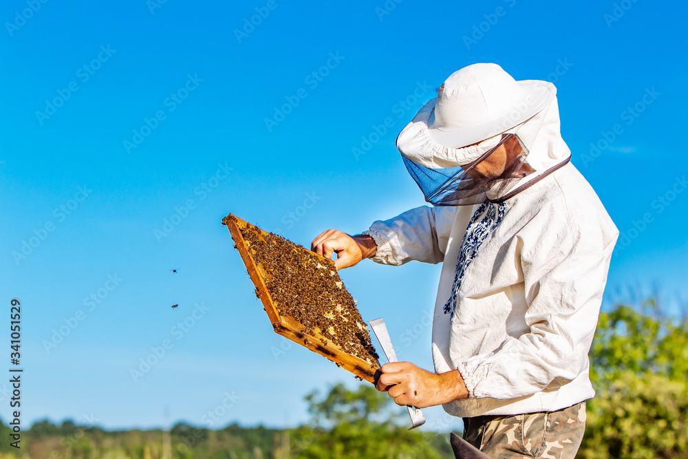 Beekeeper is working with bees and beehives on the apiary. Frames of a bee hive