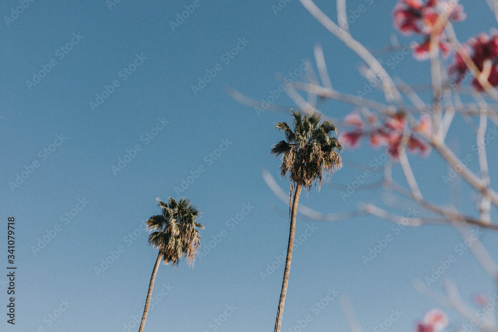 Palm trees and flowers in the summer sky