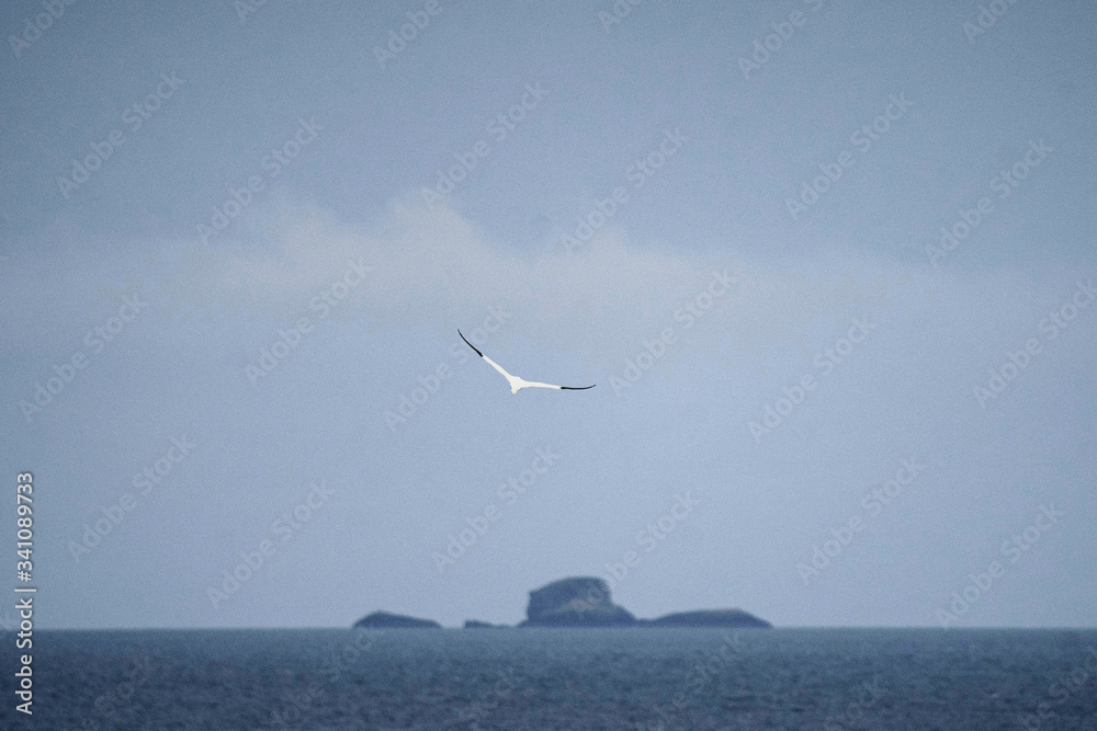 Bird flying over the ocean