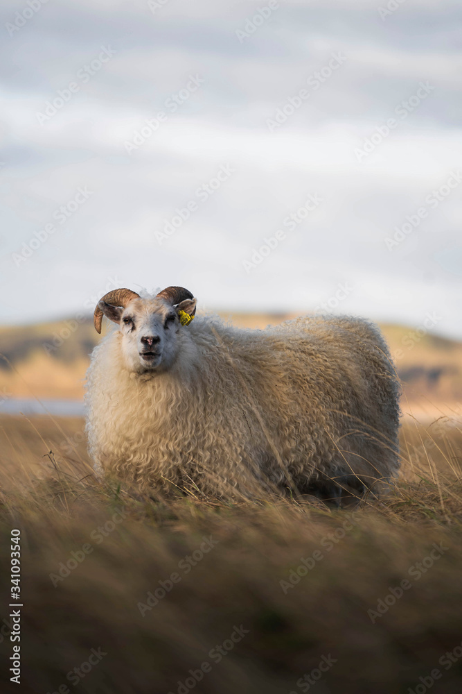 Icelandic sheep