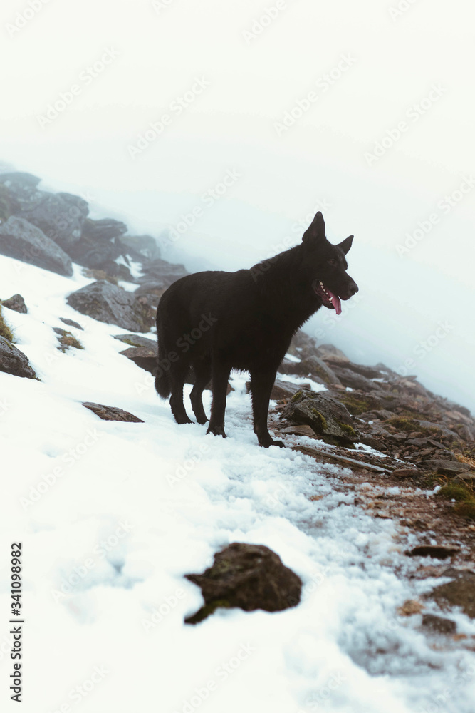 Big dog on a mountain