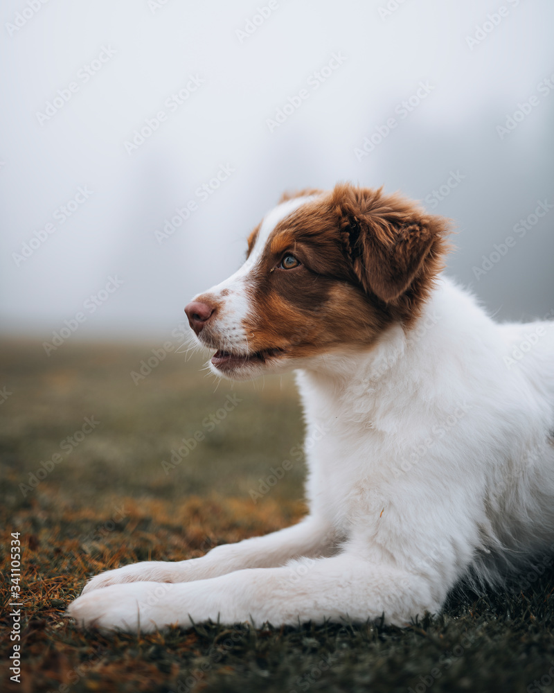 Cute puppy in a park