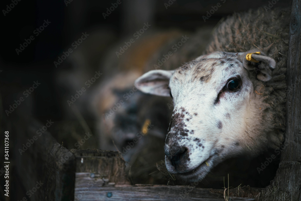 Sheep at a farm