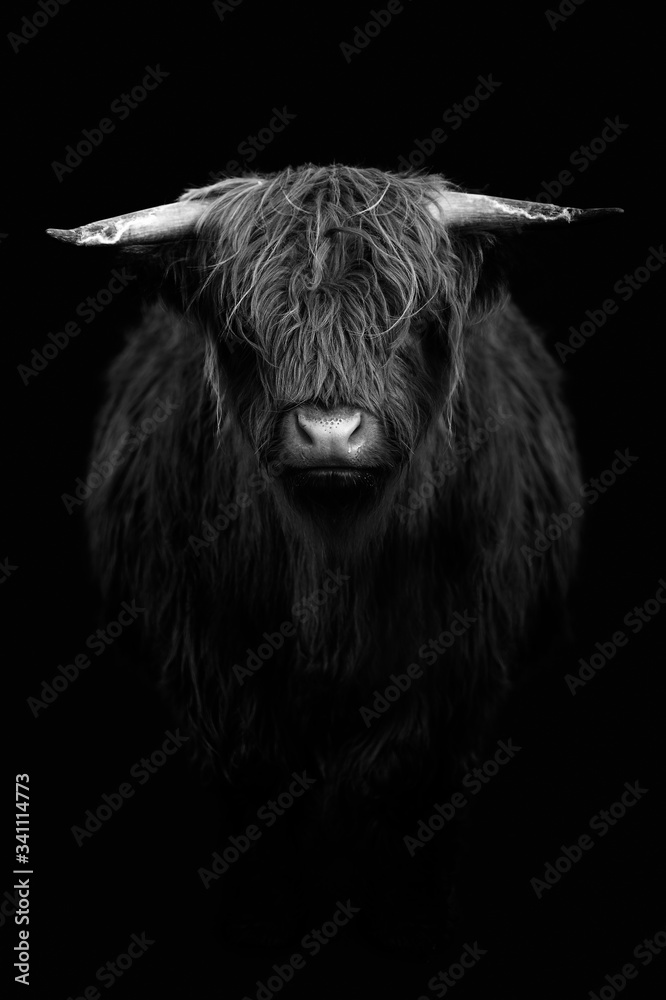 Scottish Highland bull