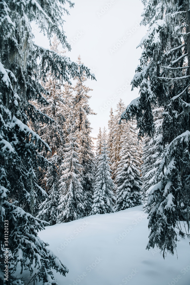 白雪皑皑的森林景观