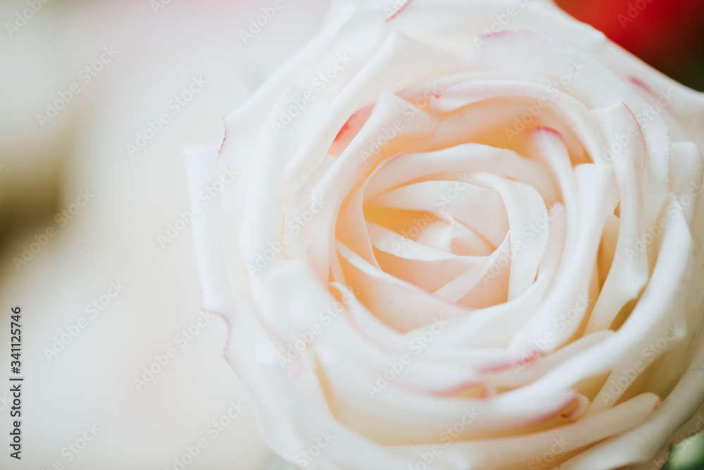 Pastel orange rose macro shot