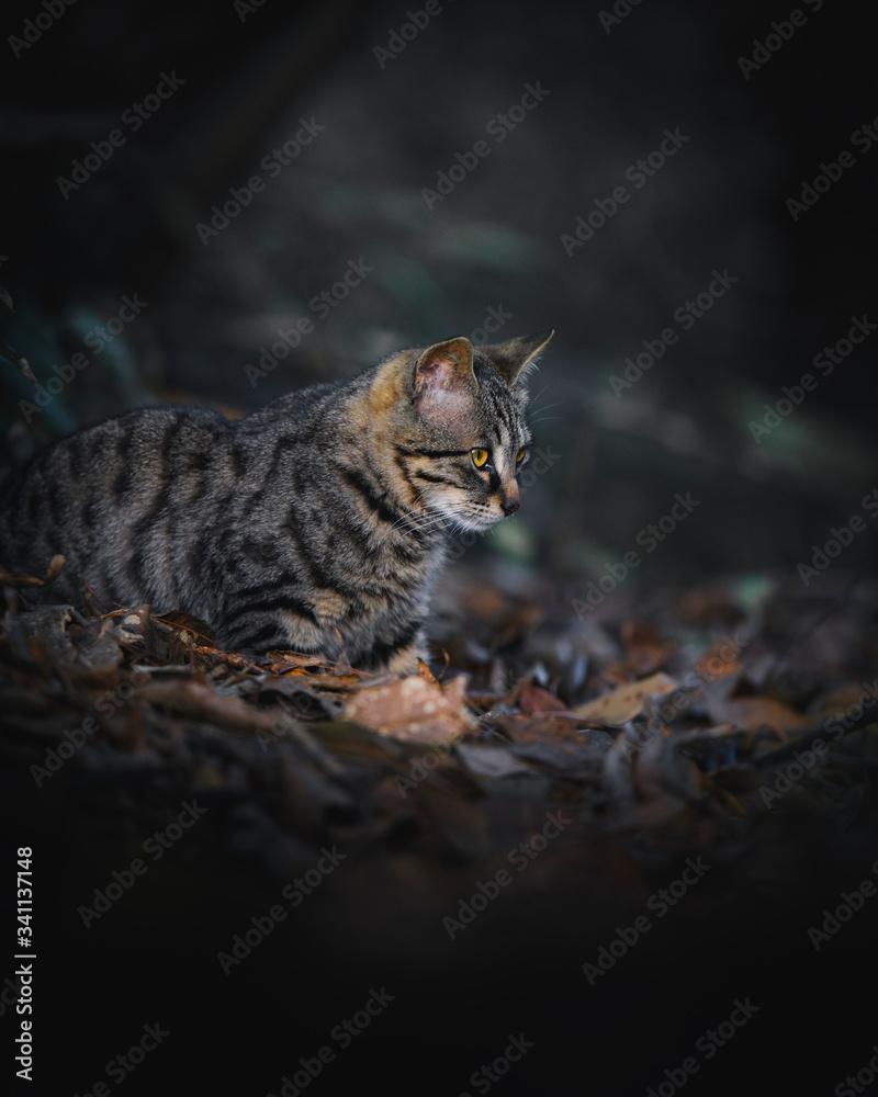 Wild cat in China