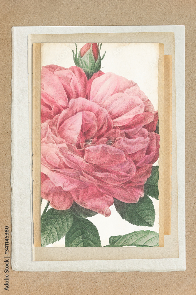 Vintage rose drawing