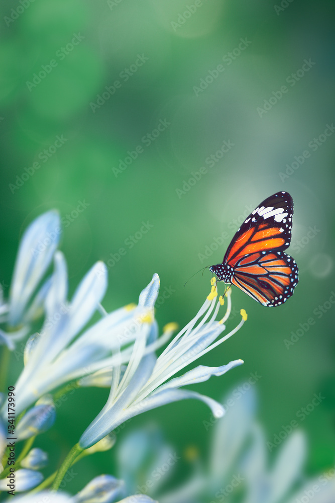 Butterfly in nature