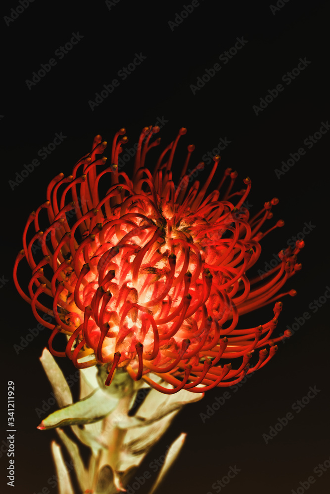 Red pincushion protea flower