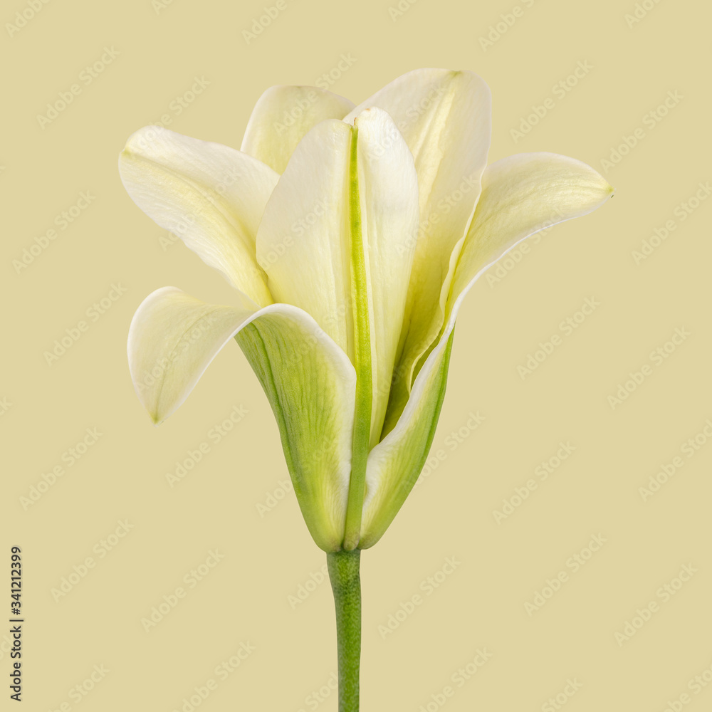 White lily flower social ads mockup