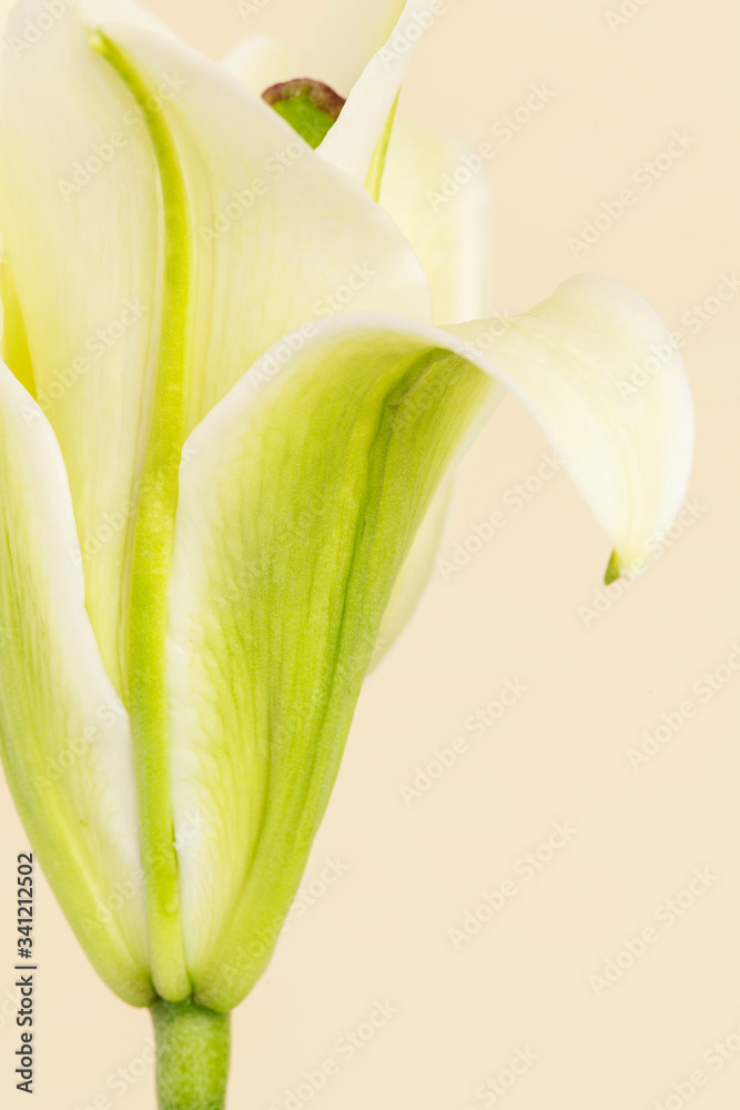 White lily flower on beige background