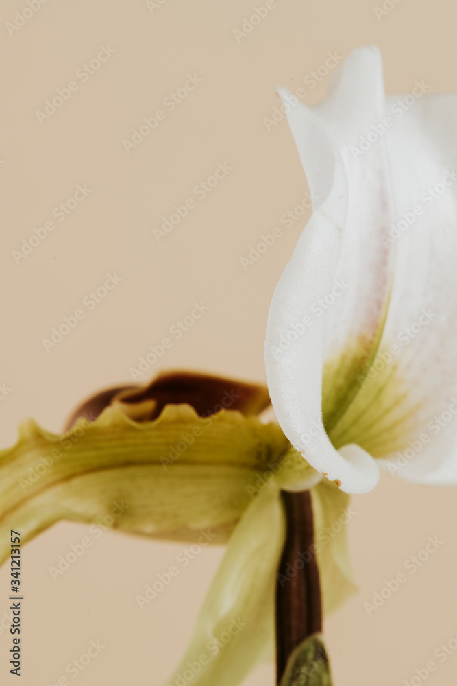 Close up of white Cymbidium Orchid on beige background