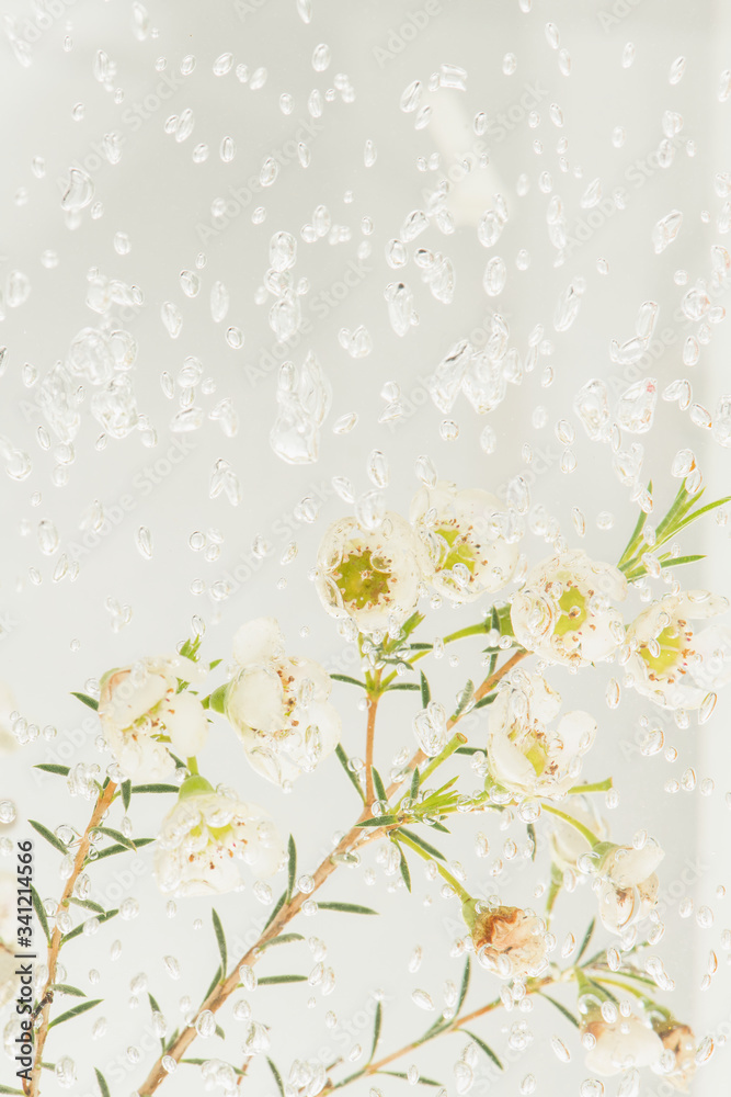 Waxflower under the water with bubbles