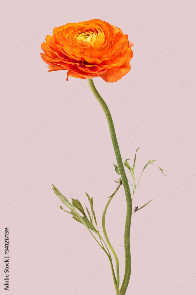 Bright orange ranunculus flower