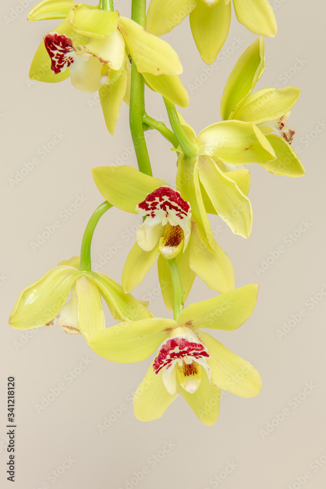 Close up of yellow Cymbidium Orchids on beige background